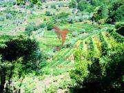 Terreno em Louredo e Fornelos
