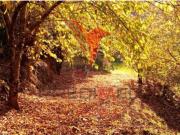 Terreno em Lobrigos S.Miguel e S.João Baptista e Sanhoane