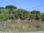 Terreno em Maceira