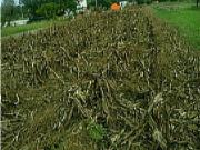 Terreno em Monte Redondo e Carreira