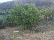 Terreno em Montes da Senhora de 4250,00 m²