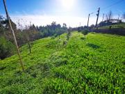 Terreno em Nogueira com 3 000m2 para 3 moradias individuais