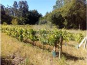 Terreno em Oliveirinha