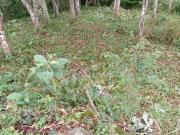 Terreno em Parque do Imbui, Teresópolis/RJ de 0m² à...