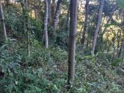 Terreno em Parque do Imbui, Teresópolis/RJ de 1000m² à...