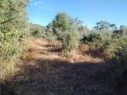 Terreno em Ribeira de Nisa e Carreiras