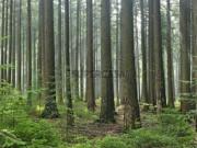 Terreno de Pinhal | Negociável