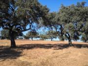 Terreno em Santa Vitória e Mombeja