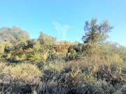 Terreno em Sarzedas