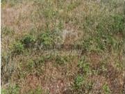 Terreno em Sé e São Lourenço