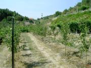 Terreno em Mondim da Beira