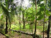 TERRENO A VENDA EM UBATUBA SP / ESTUFA II