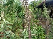 Terreno em Vila Maria Alta, São Paulo/SP de 490m² à...