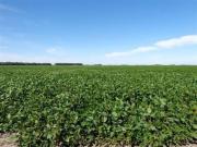 Terreno en Alquiler en Villa Huidobro, General Roca,...