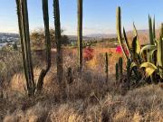 Terreno en Balcones del Campestre
