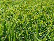 Terreno en Barrio Santo Tomas