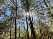 Terreno en Boskania ubicado dentro Bosque de Atemajac de...