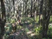 Terreno en Bosque de 564 m² en Venta – Oportunidad Única