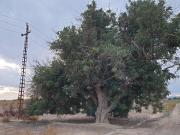 TERRENO EN EL MOLAR ZONA LA MARINA
