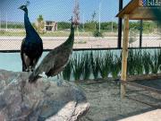 Terreno en Fracc. Reserva Icandria