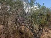 Terreno en fraccionamiento CAÑADAS