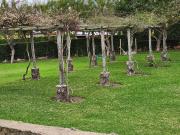 Terreno En Hermosa Finca Olivos Cañete