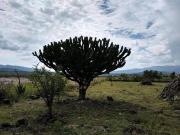 Terreno en La Pur?sima