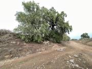 Terreno en Pueblo Huitzila