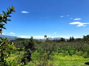 Terreno en Puembo, ideal para proyecto inmobiliaria....