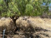 Terreno en Real de Juriquilla