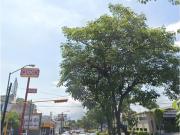 Terreno en renta en Jardines de las Lomas, Colima, Colima