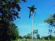 TERRENO EN RENTA PARA PRODUCCION DE CACAO EN CARDENAS
