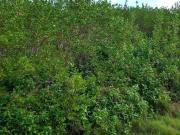 Terreno en San Benito, Yucat?n, Cerca del Mar