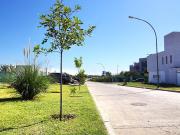 Terreno en San Ignacio Village