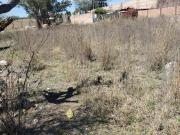 Terreno en San Pablo de Nazas. Lagos de Moreno. Jalisco