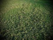 Terreno en Santo Tomas