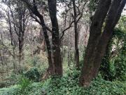 Terreno en Tlalpuente