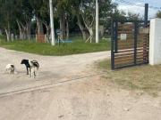 Terreno en venta 1294mts2 Arana