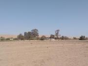 Terreno en Venta – 22,250 m² – Panamericana Sur Km 234 –...