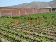 Terreno En Venta, 24,000 M², Chuquitanta De San Martin...