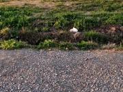 Terreno en venta 360mts2 Latitud 34 Los Hornos Terreno en venta 360mts2 Latitud 34 Los Hornos