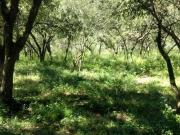 TERRENO EN VENTA 5000 METROS ARCO ROSA SANTIAGO NUEVO LEÓN
