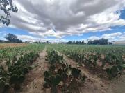 Terreno plano de 11,750 m² con servicios, San Andrés Cholula