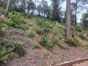 Terreno en venta Bigues i Riells