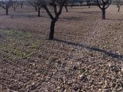 Terreno en venta Bullas