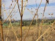 Terreno en venta carretera a Acatic Km 301