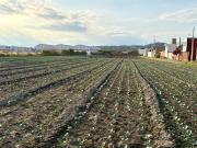 Terreno en Venta Cholula, Puebla