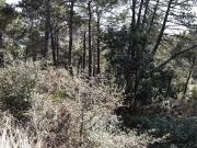Terreno en venta con 1591 m2, en Cadalso de los Vidrios
