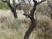 Terreno en venta con 3534 m2, en Viana