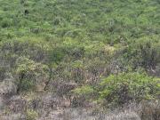 TERRENO EN VENTA CORDILLERA RESIDENCIAL